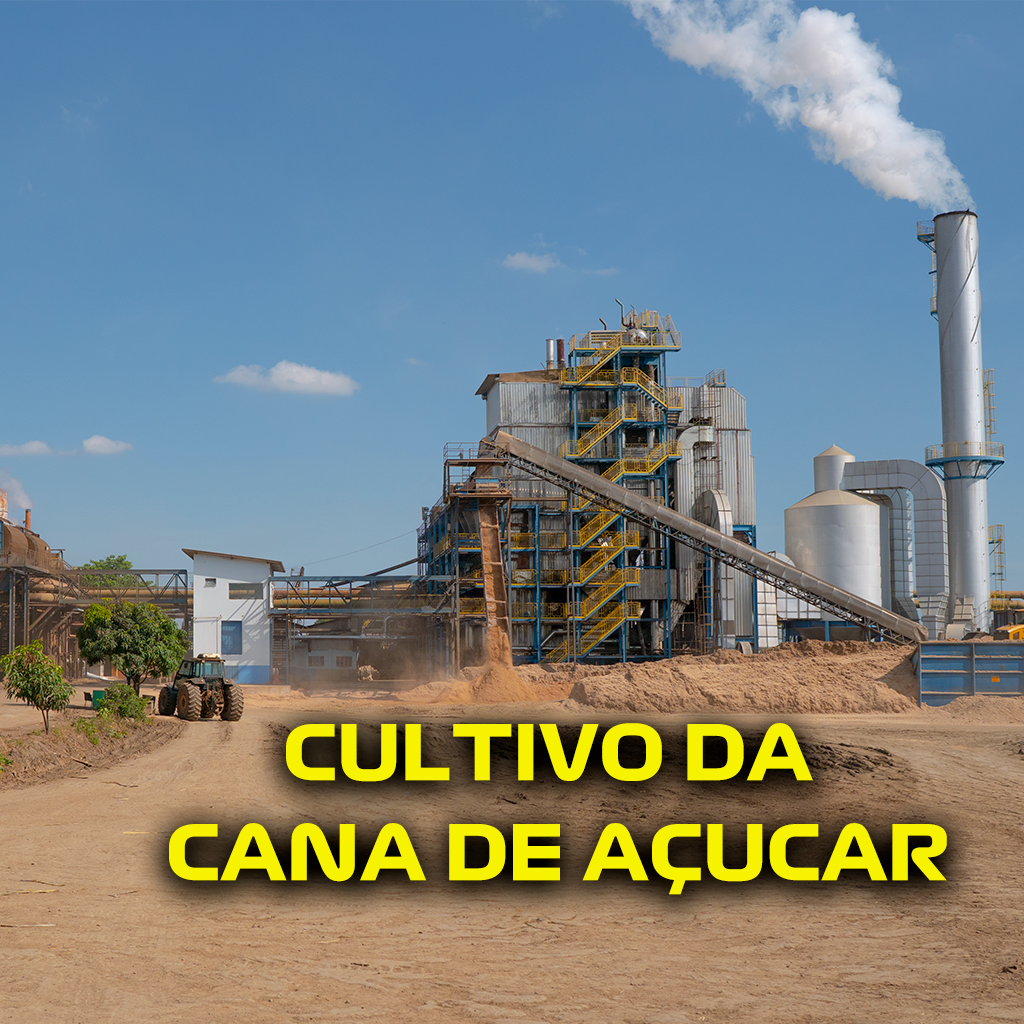 CULTIVO DA CANA DE AÇUCAR